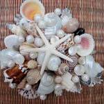 Nautical Seashell Purse - S..