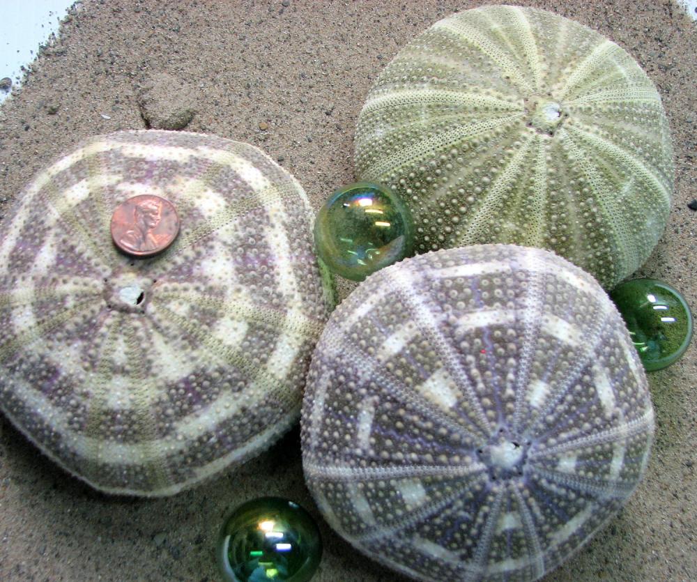 Beach Decor Sea Urchin Seashells Nautical Decor XL 34" Alfonso Sea